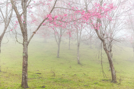 Thai sakura or cherry blossom in mist at Phulomlo, Loei, Thailandの写真素材