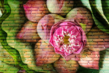 brick wall texture on pink lotus flowersの写真素材