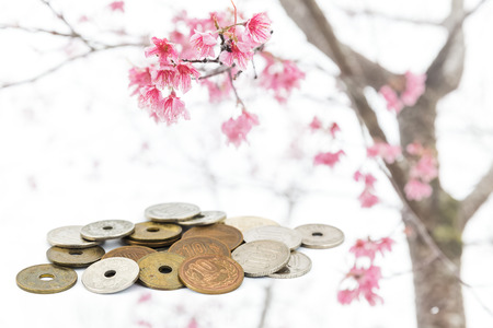 japanese yen coins on sakura tree backgroundの写真素材