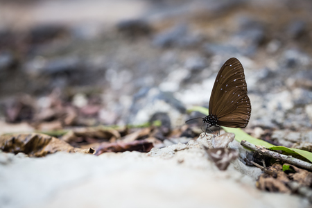 black wings butterfly on stone in forestの写真素材