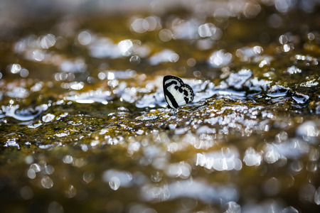 black and white wing butterflies on wet rock at Jedkot waterfall in Thailandの写真素材