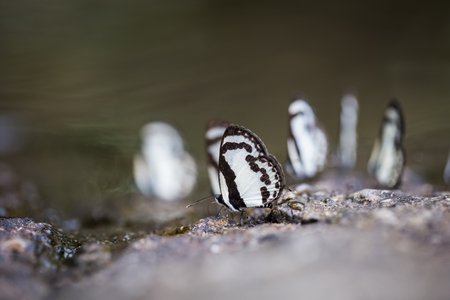 black and white wing butterflies on wet rock at Jedkot waterfall in Thailandの写真素材