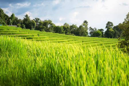 rice field scenery at Chiang Mai, Thailand, Pa Pong Piangの写真素材