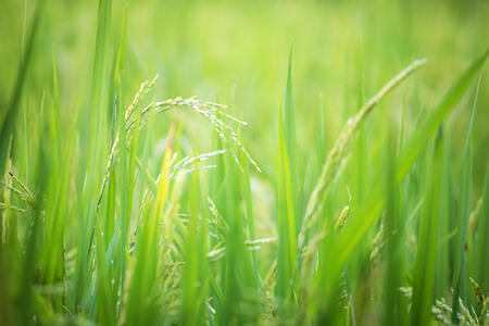 closeup ear of rice in paddyの写真素材