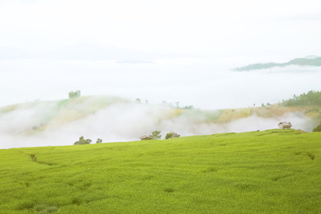 farmhouse in rice field morning scenery with fog at Chiang Mai, Thailand, Pa Pong Piangの写真素材