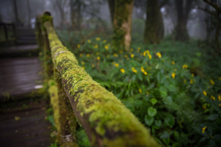 closeup on wood walking trail for nature studying at Doi Inthanon National Park, Thailandの写真素材