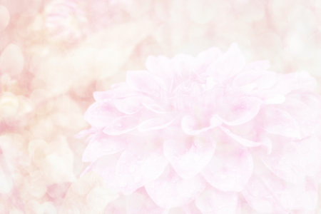 closeup pink dahlia blooming in gardenの写真素材