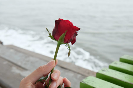 red rose for floating with scatter ashes over the water in thai traditionの写真素材