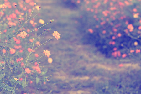 yellow cosmos flower in garden, vintage toneの写真素材