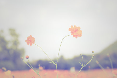 yellow cosmos flower in garden, vintage tone