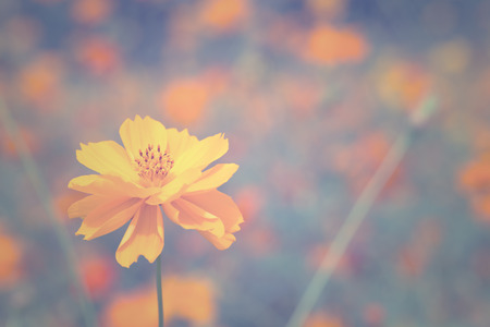 yellow cosmos flower in garden, vintage toneの写真素材