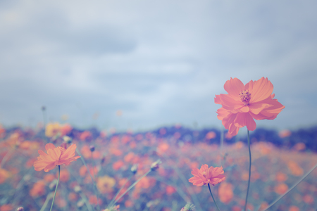 yellow cosmos flower in garden, vintage toneの写真素材