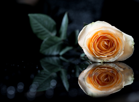 closeup rose bouquet on black backgroundの写真素材