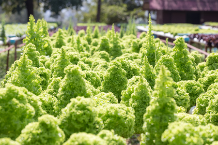salad vegetable growth by hydroponic technology in farmの写真素材