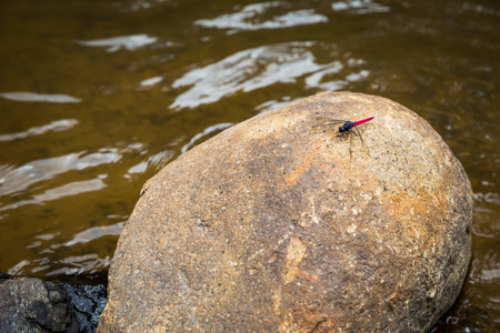 red tail dragonfly on rock at the riverの写真素材