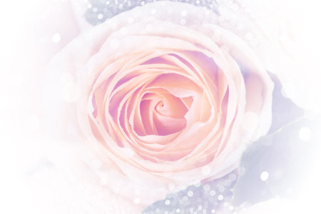 closeup rose bouquet on black backgroundの写真素材