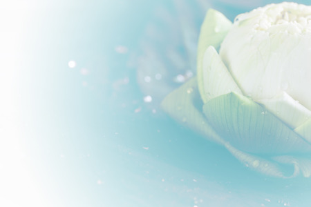 soft focus green folded petals lotus on leafの写真素材