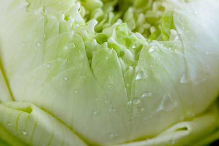 closeup green folded petals lotus for Buddhismの写真素材