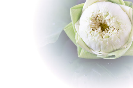 closeup green folded petals lotus for Buddhismの写真素材