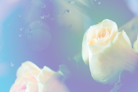 closeup champagne color rose bouquetの写真素材