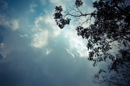 leaves on tree with dark cloudy skyの写真素材