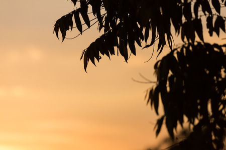 silhouette leaves on tree with orange sky while sunsetの写真素材