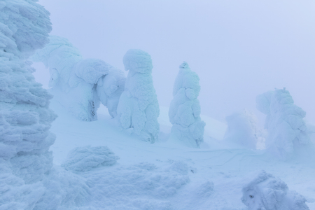 light up on tree covered by snow at Zao mountain, Yamagata, Japanの写真素材