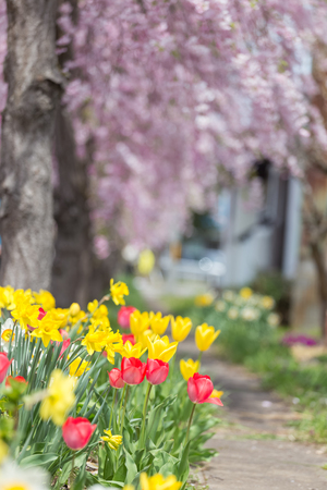 colorful tulip flowers blooming in gardenの写真素材