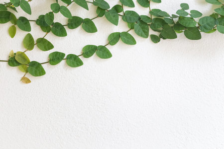 green leaves vine on white cement backgroundの写真素材