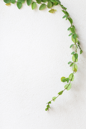green leaves vine on white cement backgroundの写真素材