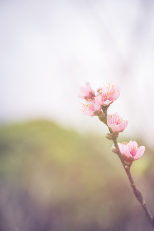 Closeup pink plum flower in gardenの写真素材