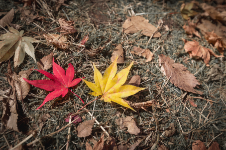 red and yellow maple leaves fall on groundの写真素材