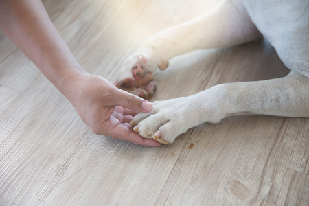 man's hand holding dirty dog's leg