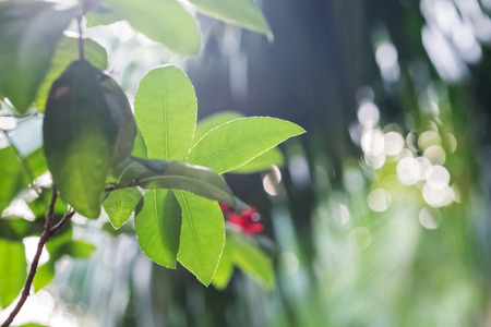 closeup green leaves on tree in gardenの写真素材