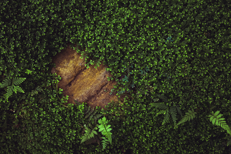 fern covered on rock with space backgroundの写真素材