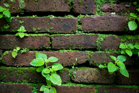 little plants on brick wall background in tropical climateの写真素材