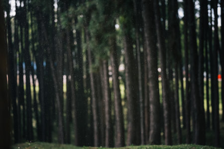 blur pine tree forest with drops of rain