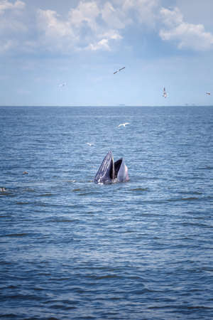 bryde's whale life in gulf of thailandの写真素材