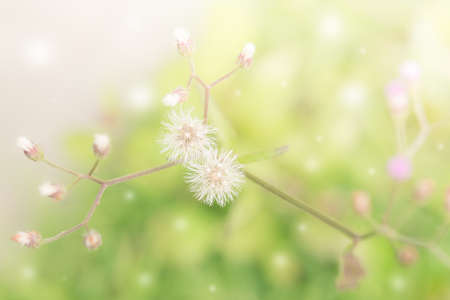 blurred beautiful nature background with grass flowers on greenery summer backgroundの写真素材