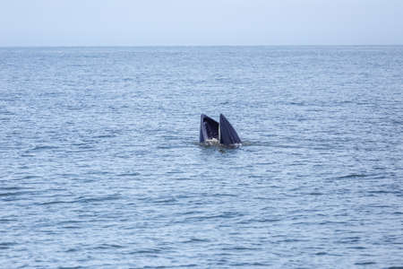 bryde's whale life in gulf of thailandの写真素材