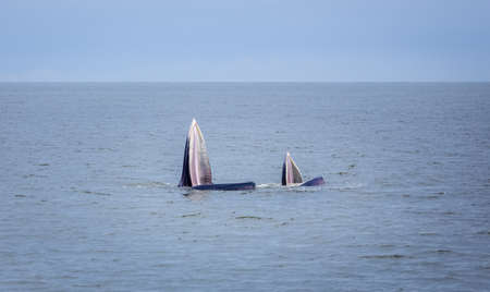 bryde's whale mom and child life in gulf of thailandの写真素材