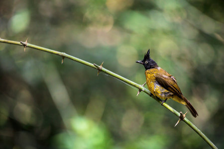 Black-crested bulbul (Pycnonotus flaviventris) on branch in forestの写真素材