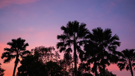 beautiful dusk sky with silhouette treesの写真素材