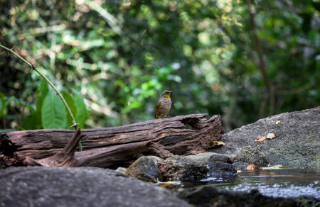 Stripe-throated bulbul (Pycnonotus finlaysoni) on dried tree trunk in forestの写真素材