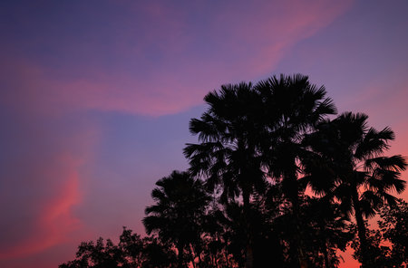 beautiful dusk sky with silhouette treesの写真素材