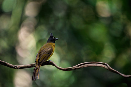 Black-crested bulbul (Pycnonotus flaviventris) on branch in forestの写真素材