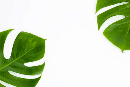 part of monstera leaves at the corner on white backgroundの写真素材