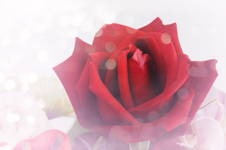closeup red rose with soft blur bokeh, valentine's and love conceptの写真素材