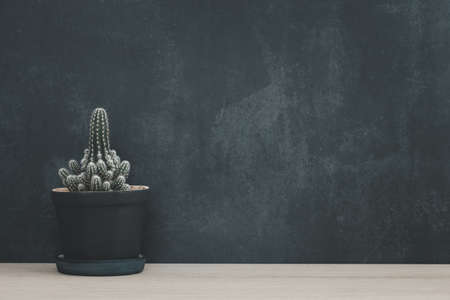 cactus pot decorated on left side of wooden shelf or counter with dark blue wall background and copy space, home decorの写真素材