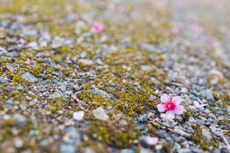 closeup falling cherry blossom flower on groundの写真素材